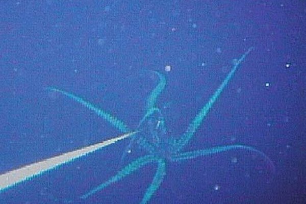 Kraken13 at сайт